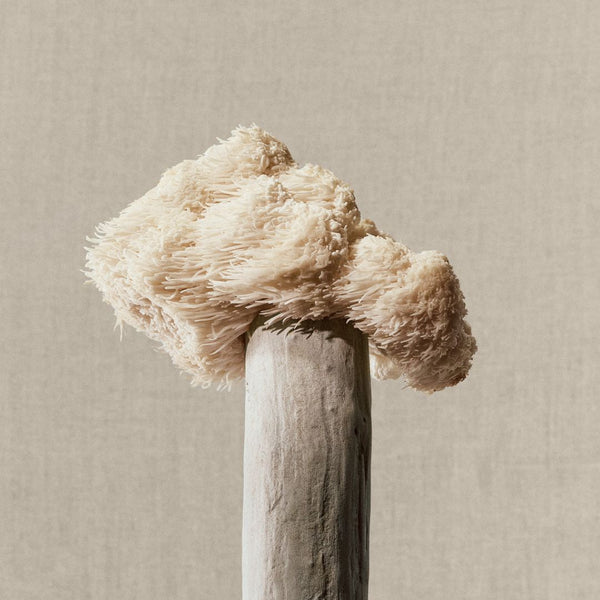 Lion's Mane