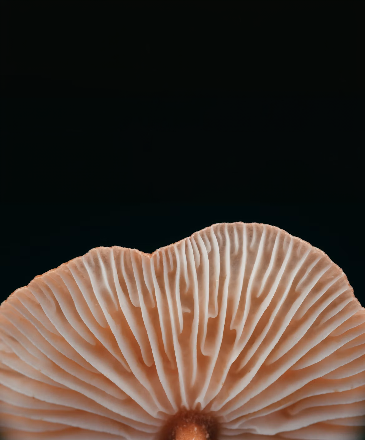 How Stress Impacts Memory — and How Mushrooms Can Help You Refocus