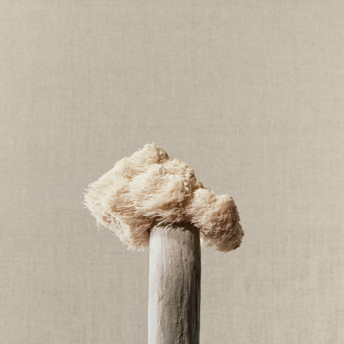 Brain Fog After Summer Holidays? Lion's Mane for Mental Clarity