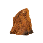 Chaga