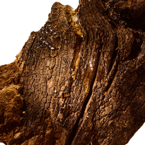 Chaga